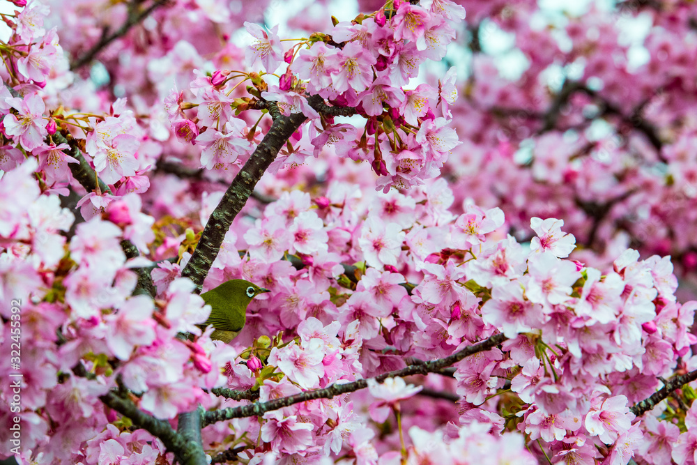 Fototapeta premium 四浦半島の河津桜