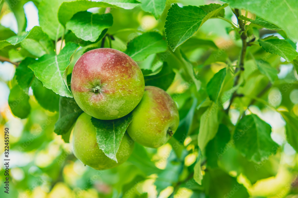 Apple house in Quebec City, Canada Apple house in Quebec City, Canada