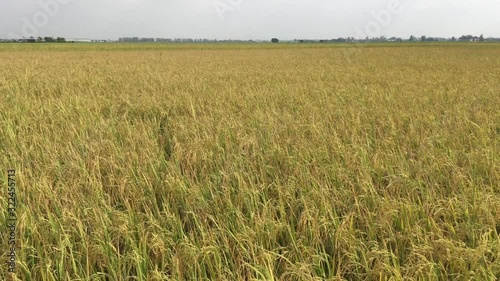 4K,Golden ear of rice ready for harvest in rice field,Jasmine rice in rice field Thailand.Gorgeous rice ears, juicy blades and verdant leaves,Jasmine rice in rice field of Pathum Thani Thailand. 4k.