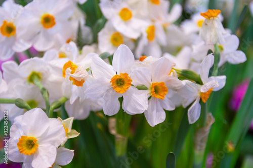 daffodil, geranium a rare fragrant with beautiful flowers, there is a resounding sweetness that is emitted from the flower