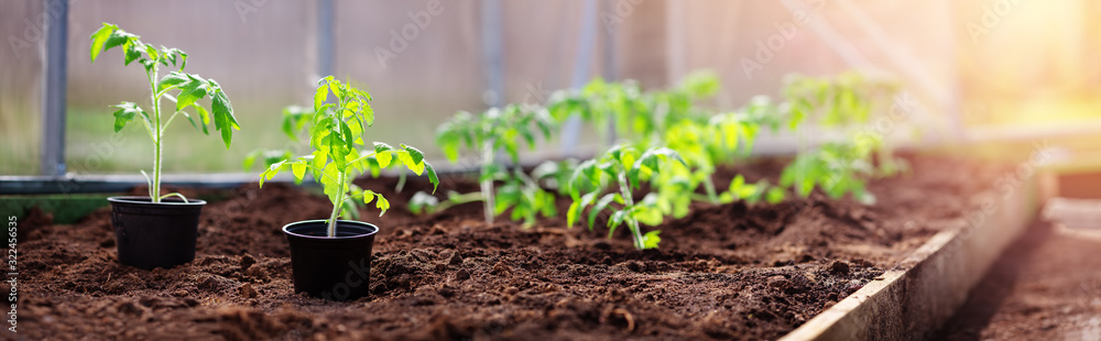 tomato seedlings growing in the soil at greenhouse - obrazy, fototapety, plakaty 