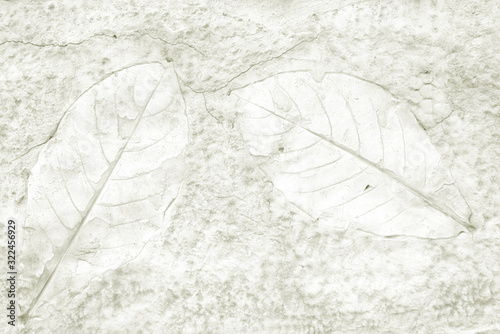 Leaf detail texture on cement wall