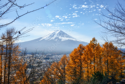 Photography The scenery of the Mount Fuji with yellow foliage pine tree in autumn season at Chureito in Fujiyoshida, Japan