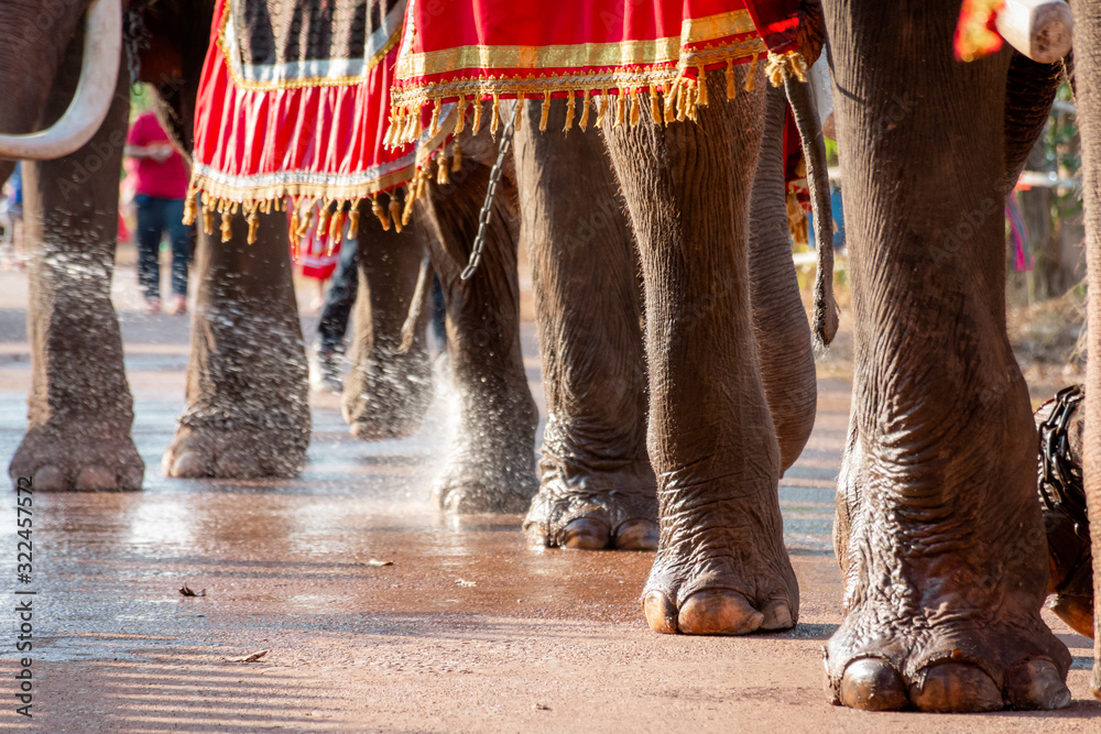 Close-up Of Asian Elephant feet.