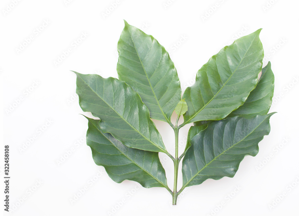 Obraz premium Coffee leaf