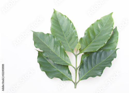 Coffee leaf