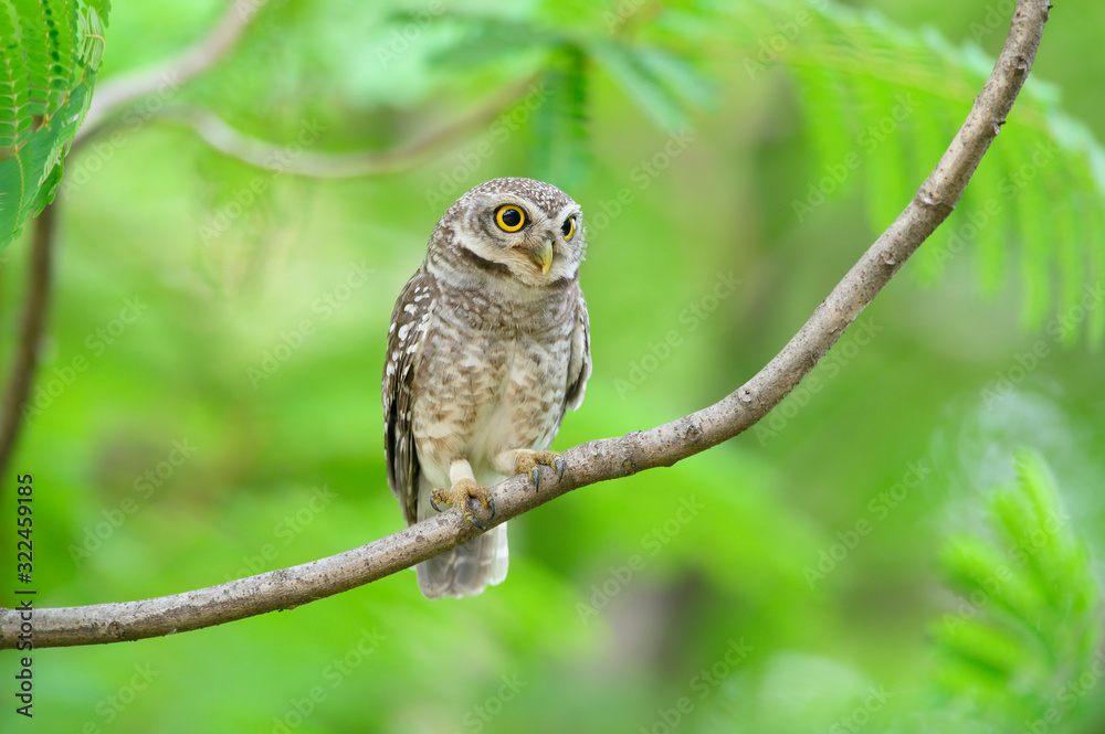 A cute Spotted owlet is perched on a branch A cute Spotted owlet is perched on a branch