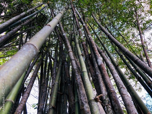 uprisen angle picture of bamboo trees in the forest photo