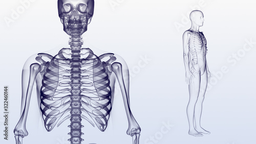 Human Body Skeleton Medical DNA Science Technology 3D illustration background. photo