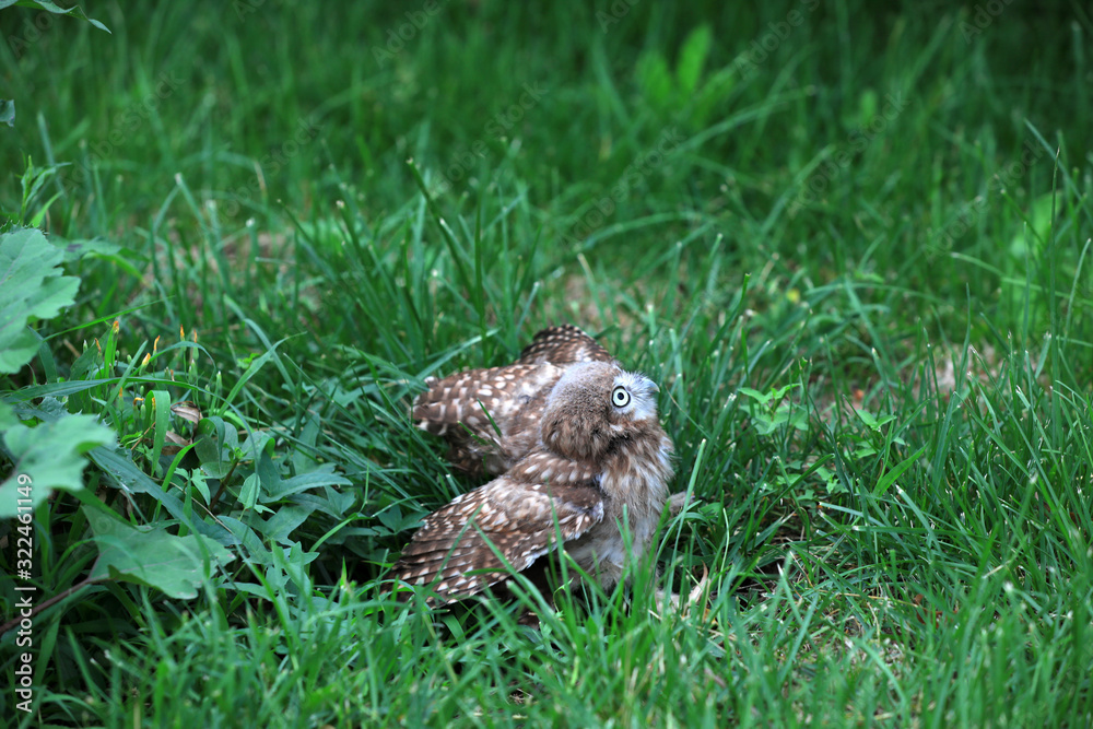 Owl Juvenile in the wild, close-up photos