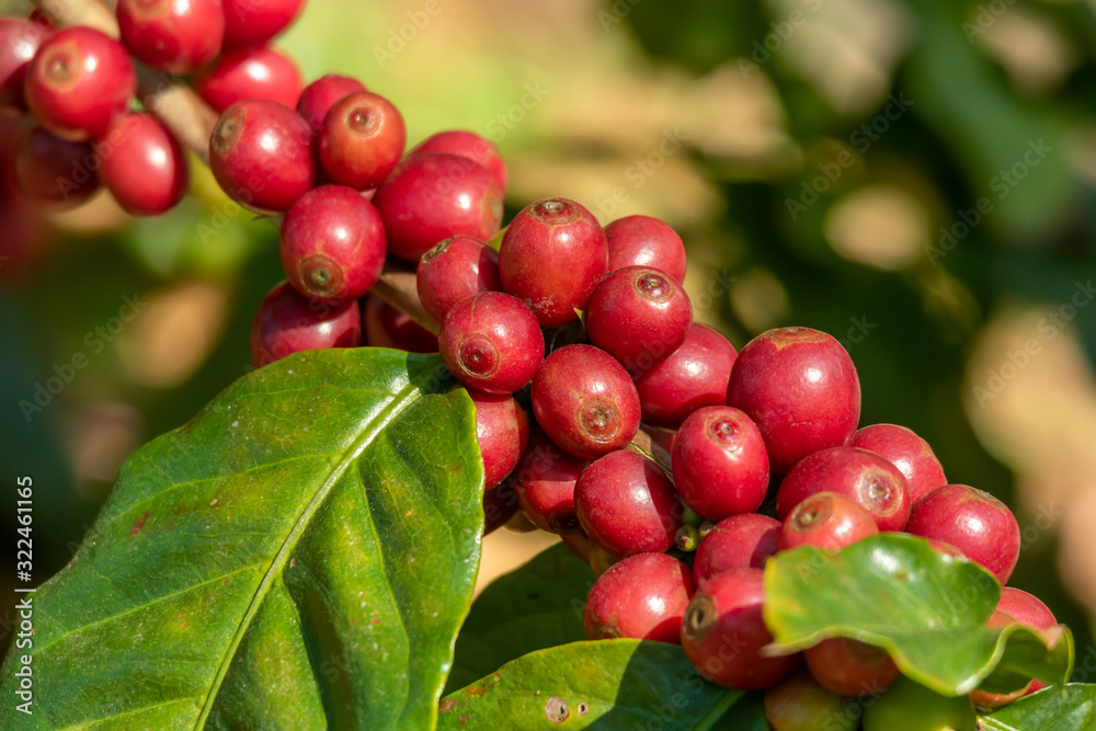 Obraz premium Fresh organic red raw and ripe coffee cherry beans on tree close up, agriculture plantation in North of Thailand.