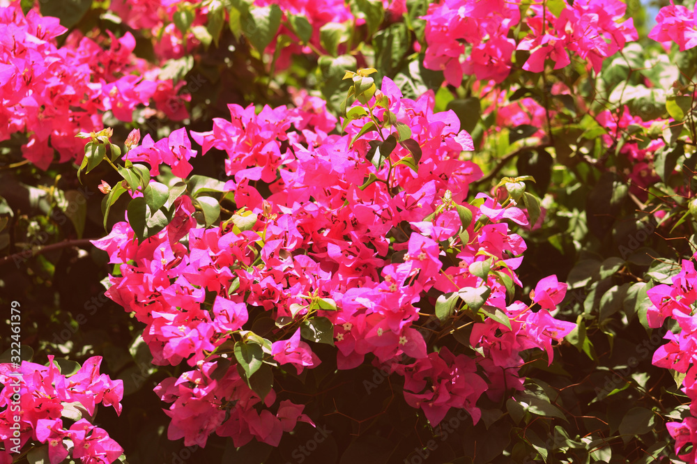 Beautiful bougainvillea blooms in a tropical garden on a summer sunny day. Retro style toned Beautiful bougainvillea blooms in a tropical garden on a summer sunny day. Retro style toned