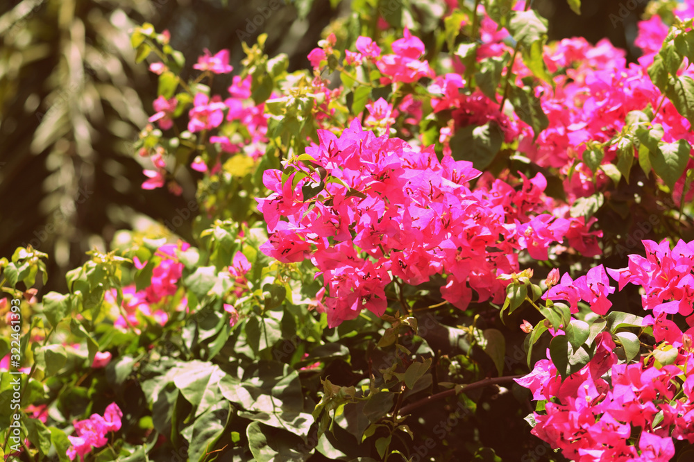 Beautiful bougainvillea blooms in a tropical garden on a summer sunny day. Retro style toned