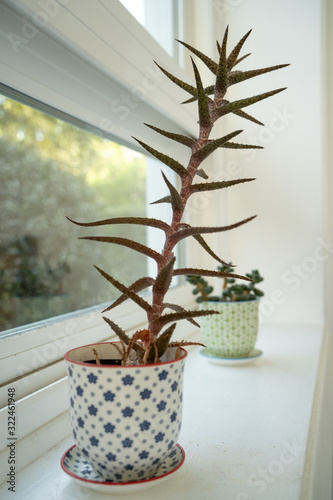 Succulent plant in mini pots on window sill