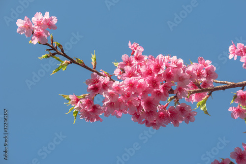 Pink sakura flower with blue background in Thailand, Cherry blossom close up nature outdoor background.