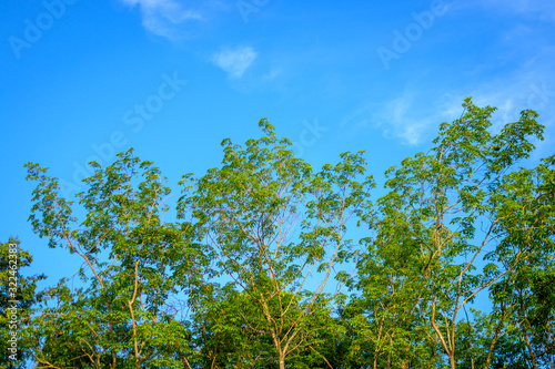 Low Angle View Of Trees Against Sky 