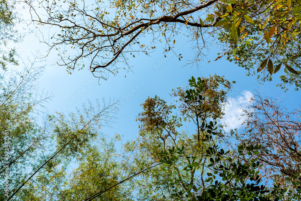 Fototapeta premium Low Angle View Of Trees Against Sky 