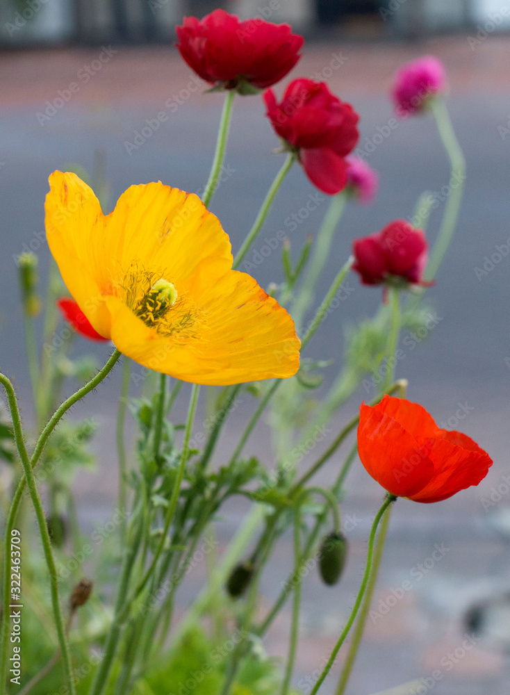 Obraz premium yellow and red flowers 