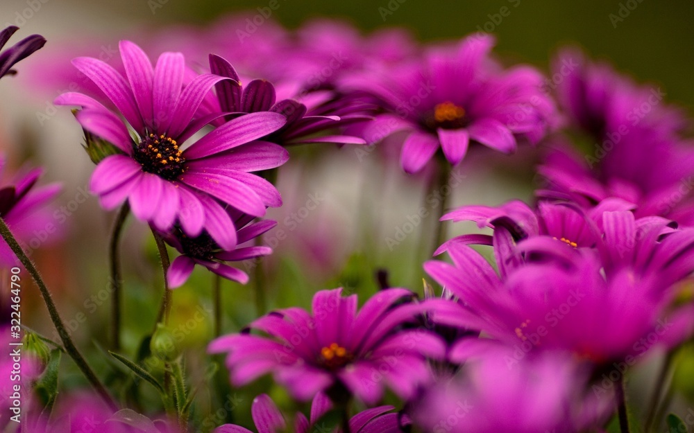 pink flowers in the garden pink flowers in the garden