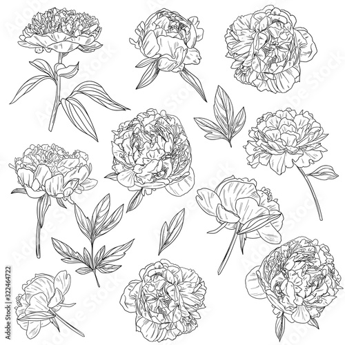 Peonies and leaves, botanical set of flowers and buds