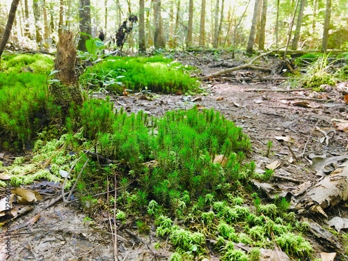 moss in the forest