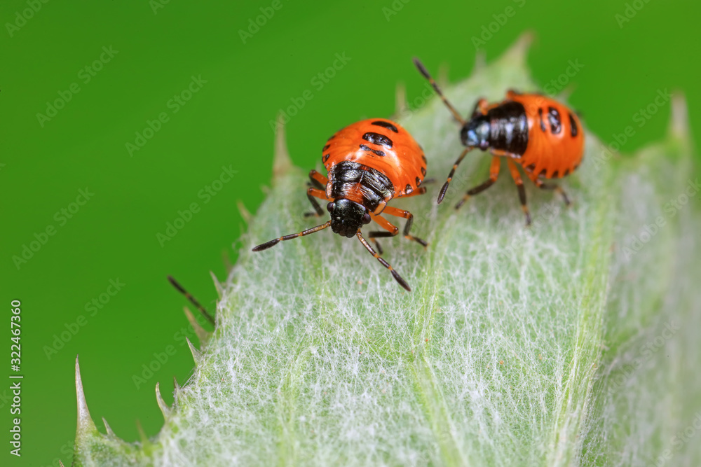 Stink bug on green leaves, North China Stink bug on green leaves, North China