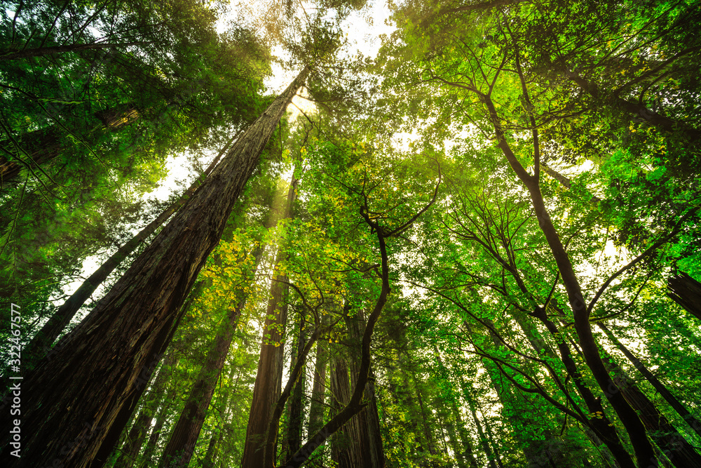 Under the Redwood Trees, Redwoods National & State Parks California Under the Redwood Trees, Redwoods National & State Parks California