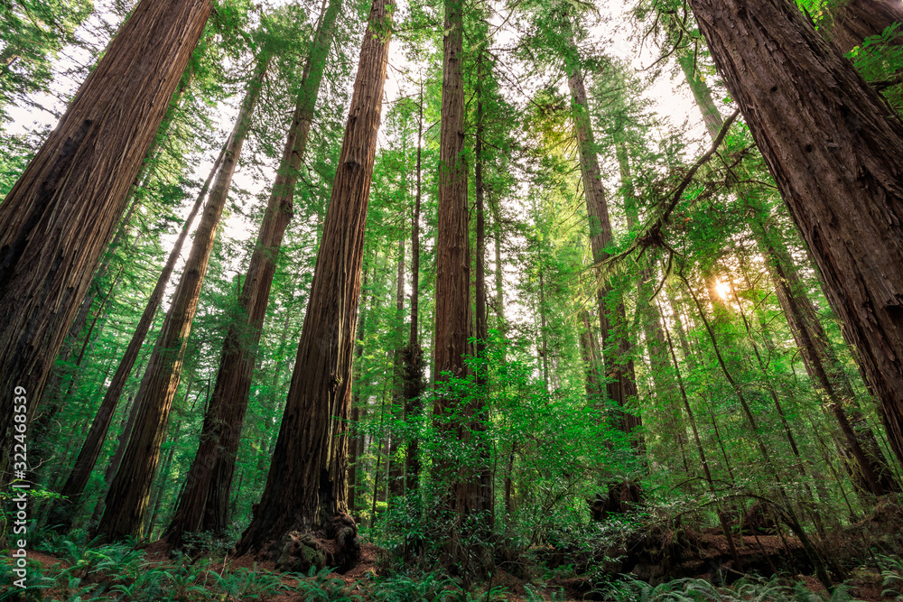 Obraz premium Views in the Redwood Forest, Redwoods National & State Parks California