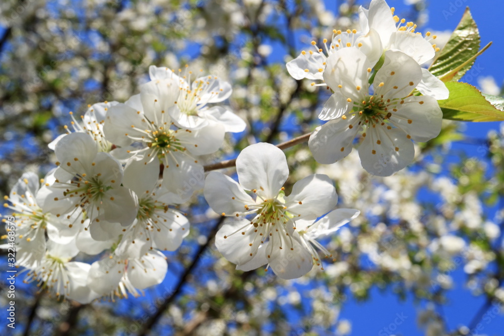 Image of a blooming apple tree.