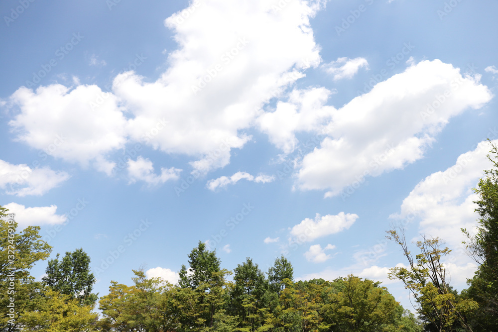 Obraz premium 青空と緑 森