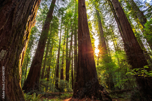 Sunrise in the Redwoods, Redwoods National & State Parks California