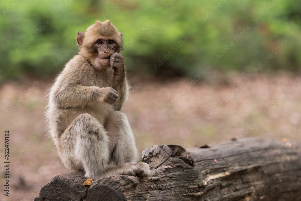 Naklejka premium Hungriger Affe