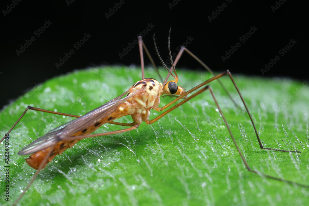 mosquitoes insect on green leaves, North China mosquitoes insect on green leaves, North China