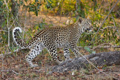 A leopard cub  Panthera pardus  walking through the bush.