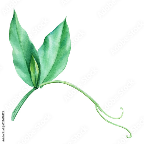  watercolor green leaves and pea branches on  isolated white background  floral botanical card. 