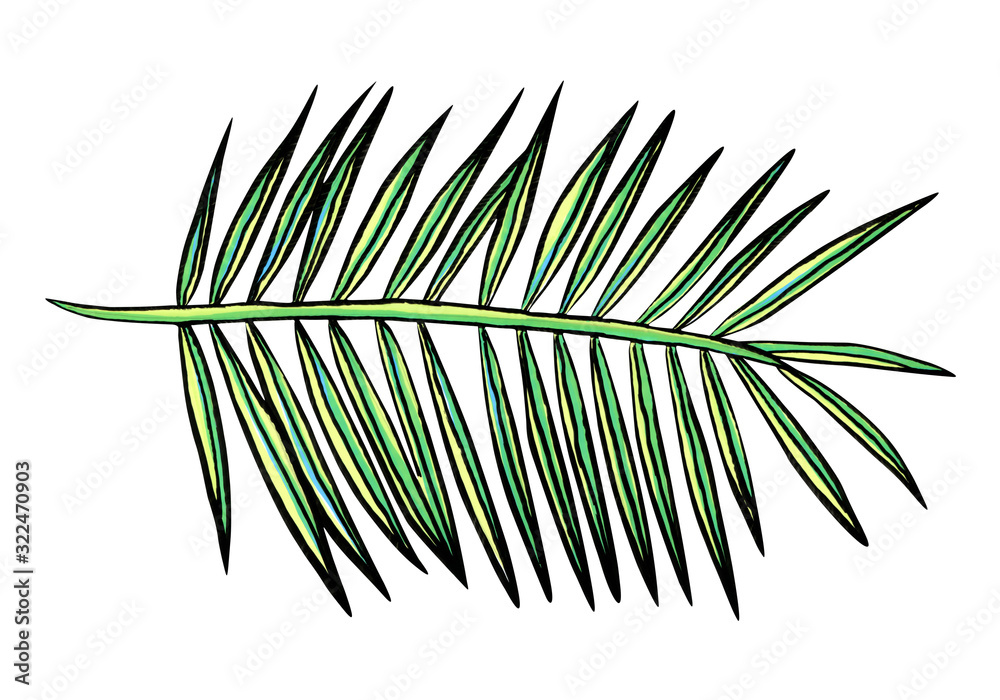 Fototapeta premium beautiful palm branch isolated on white. hand drawn tropical plant leaf.