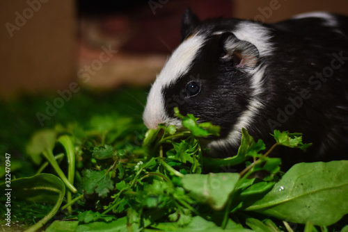my black and white baby guinea pig eating a green grass  