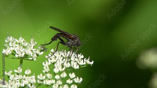 Fliege beim Blütenbesuch photo