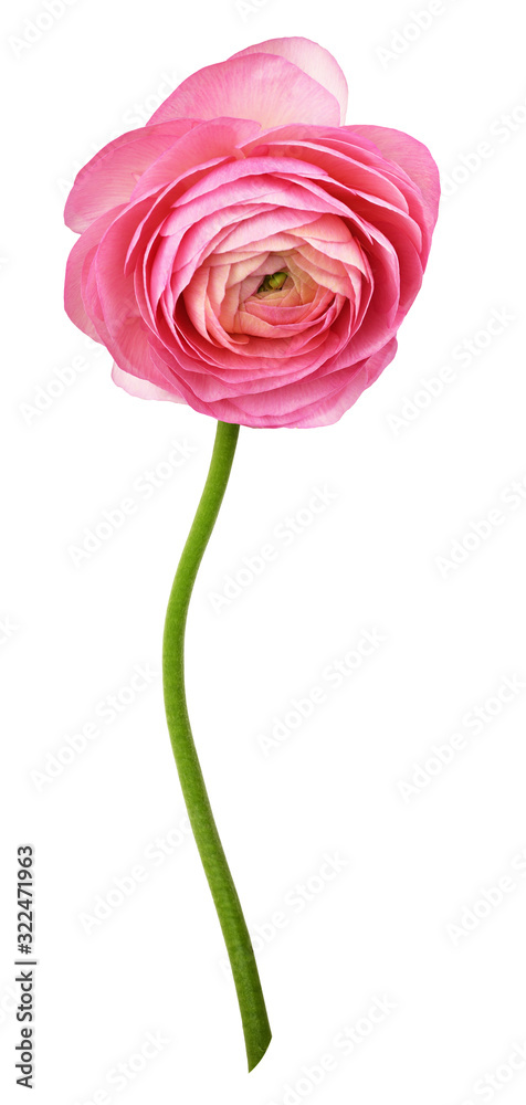 Pink ranunculus flower Pink ranunculus flower