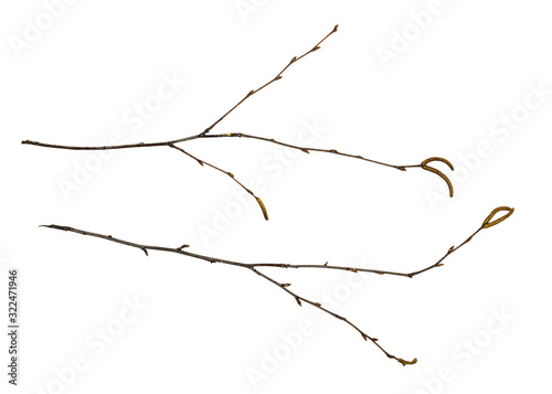 Set of dry twigs