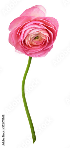 Pink ranunculus flower
