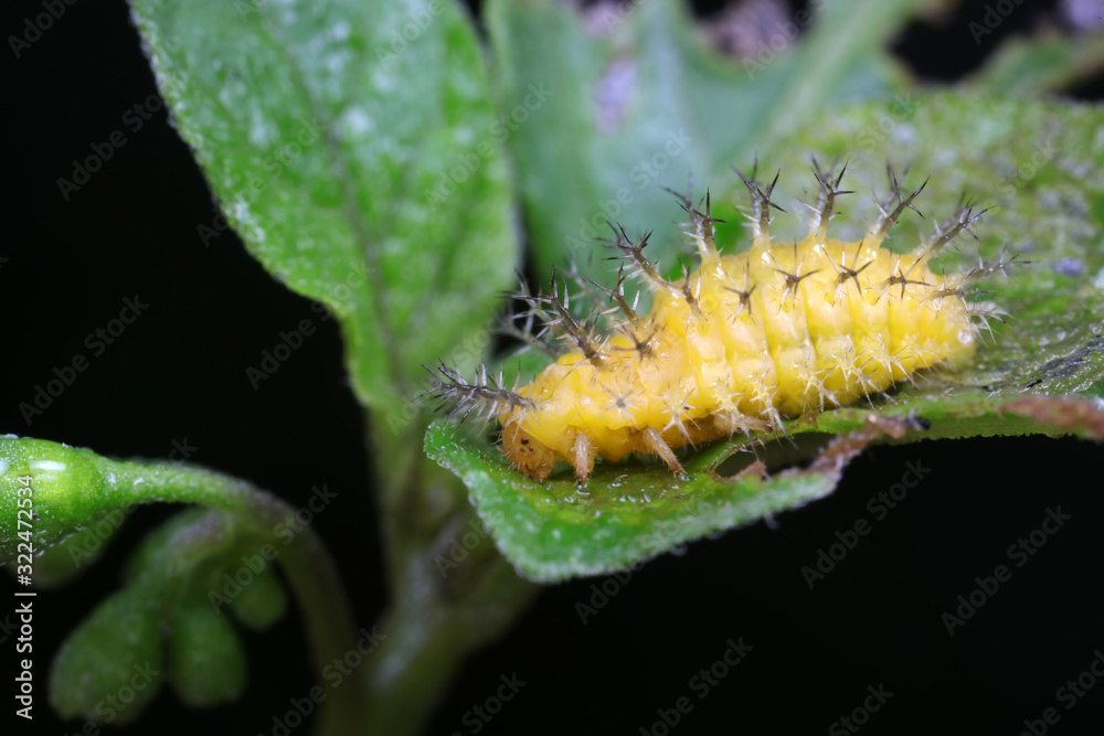 Fototapeta premium ladybugs larva on green leaves, North China