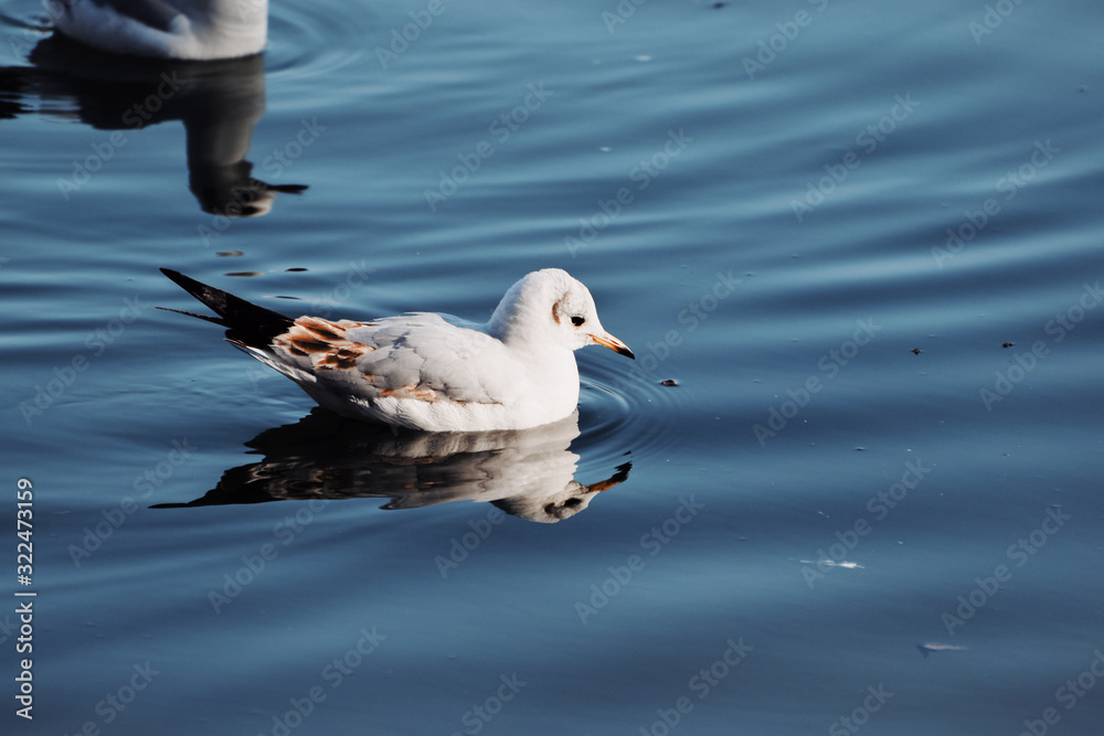 seagull on the lake