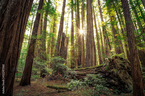 Sunrise in the Redwoods, Redwoods National & State Parks California
