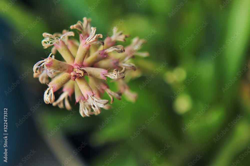 Flowers: Spools of orchid Flowers: Spools of orchid