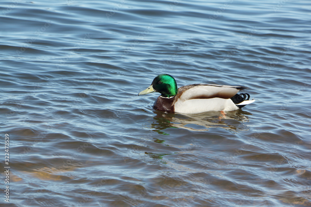 Duck swimming in the river, Kama River, Perm city, Russia Duck swimming in the river, Kama River, Perm city, Russia