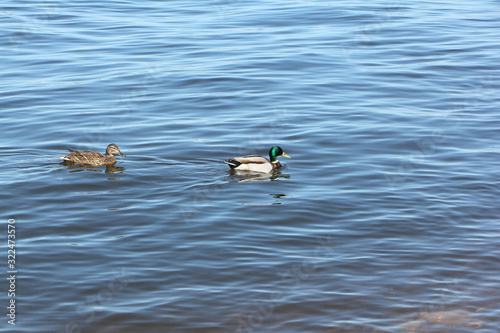 Ducks swimming in the river, Kama River, Perm city, Russia