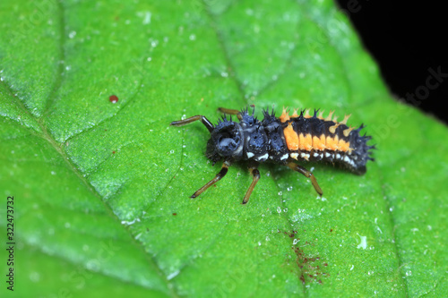 Ladybug larvae in natural state， north China