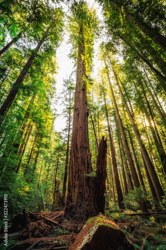Under the Redwood Trees, Redwoods National & State Parks California