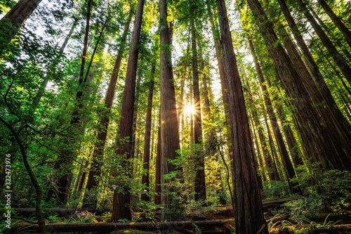 Sunrise in the Redwoods  Redwoods National   State Parks California